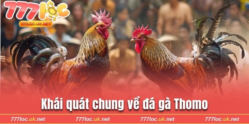 Khái quát chung về đá gà Thomo